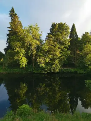a group of trees reflecting in the water at Modern apartment on the river in Callander in Callander