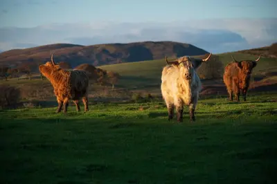 a group of cows standing in a field at Kennels Cottage in Buchanty
