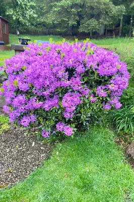 a bush of purple flowers in a yard at Pennygael in Lanark