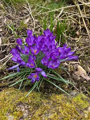 a bunch of purple flowers in the grass at Pennygael in Lanark