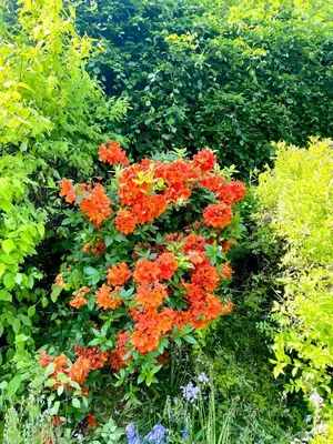 a bunch of red flowers in a garden at Pennygael in Lanark
