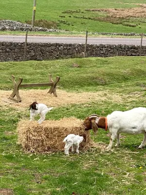 two goats and a cat eating hay in a field at Pennygael in Lanark