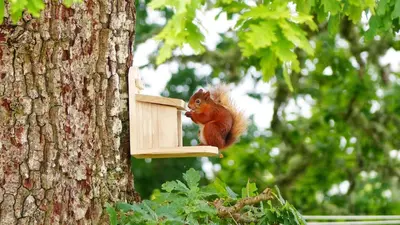 a red squirrel eating from a bird feeder on a tree at Blarghour Farm Cottages in Ardchonnell