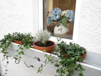 a window with two potted plants on a window sill at Elmbank Garden Apartment in Oban