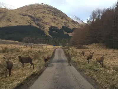 a group of animals walking down a road at Park View in Ballachulish