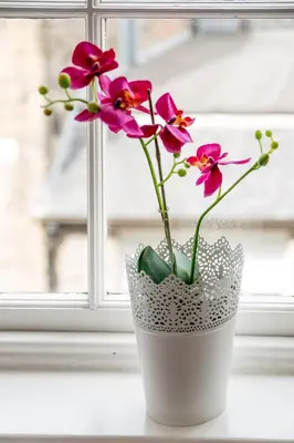 a white vase with pink flowers in a window at Luxury New Town 1 Bed Apartment in Edinburgh