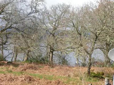 a group of trees on a hill next to a body of water at McHugh and Loudon Cottages in Saint Catherines