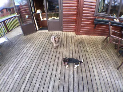 a cat is standing on a wooden deck at Lochlomondlodge22 in Rowardennan