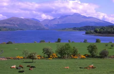 a herd of cows laying in a field with a lake at Tigh Grianach in Connel