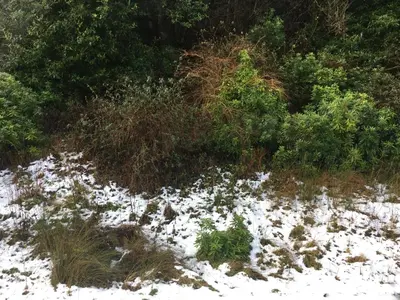 a snow covered field with grass and bushes at The Guest Wing in Rothesay