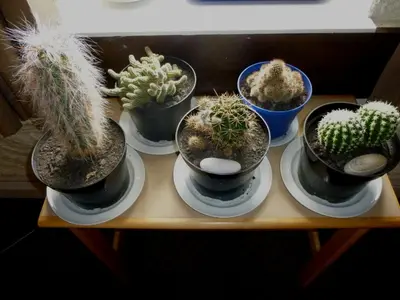 a group of potted plants sitting on a shelf at Port Charlotte Youth Hostel in Port Charlotte