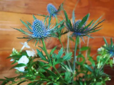 a bunch of blue flowers in a vase at Ruskin Lodges Argyll, by Puck's Glen, Rashfield near Dunoon in Dunoon
