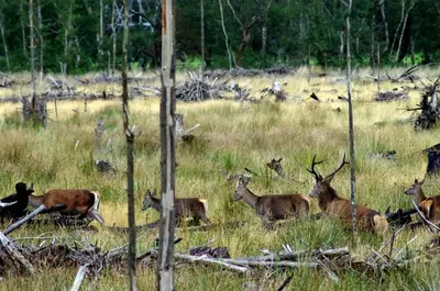 a group of deer standing in a field at Ruskin Lodges Argyll, by Puck's Glen, Rashfield near Dunoon in Dunoon