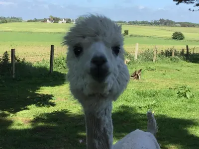 a close up of a stuffed alpaca at Sandhill House in Troon