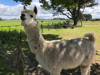 a white llama standing next to a fence at Sandhill House in Troon
