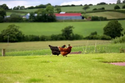 two chickens walking in the grass in a field at Crofthead Farm House in Tarbolton