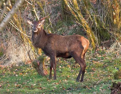 a deer standing in the grass in a field at Riverside Cottage B&B in Cladich