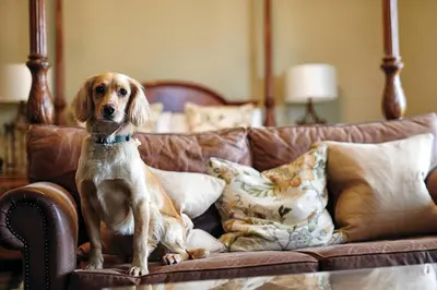 a brown and white dog sitting on a couch at Loch Fyne Hotel & Spa in Inveraray