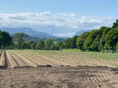 a field of crops with mountains in the background at Spacious cottage - walk to Crieff in Crieff