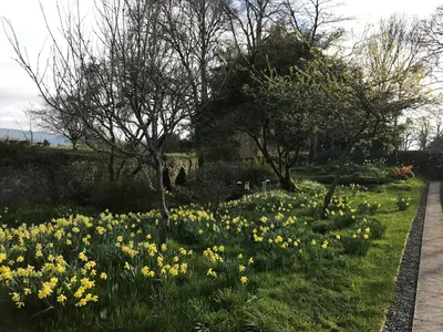 a field of daffodils in a garden at Garden Studio for Two in Doune