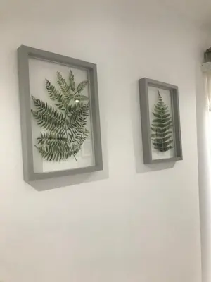 two framed pictures of plants on a white wall at Alma Villa in Falkirk