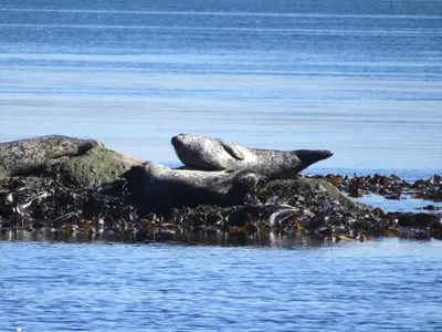 a group of seals laying on the rocks in the water at Melfort Pier & Harbour Resort in Kilmelford