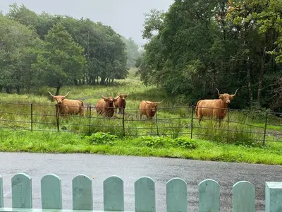 a group of cows standing in a field behind a fence at Cladich House Bed & Breakfast in Cladich
