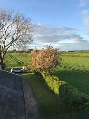 a tree on the side of a road next to a field at Ayrshire cottage in Kilmarnock