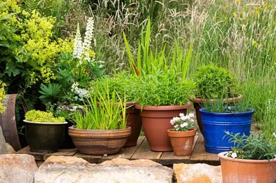 a group of potted plants sitting on a patio at Cruickshanks Boutique B&B in Whiting Bay