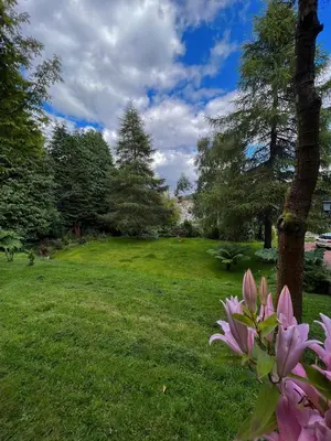 a green field with a tree and pink flowers at Ivybank Villa in Rothesay