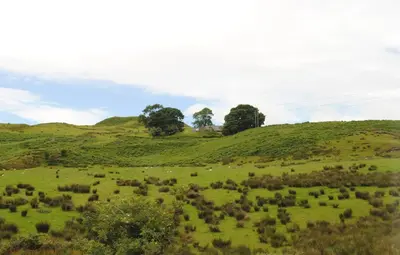 a field of grass with trees on a hill at Garbhein Bed & Breakfast in Kilmelford