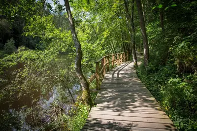 a wooden bridge over a river in a forest at New Lanark Mill Hotel in Lanark