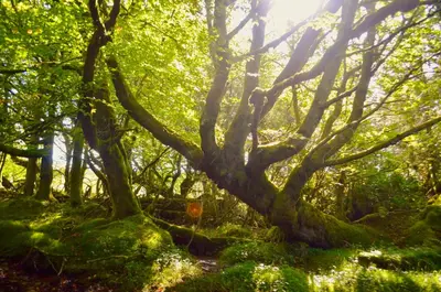 a forest with trees with the sun shining through at Lagafater Lodge in Glenwhilly