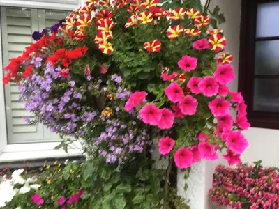 a bunch of flowers hanging from a wall at Angel Cottage in Drymen