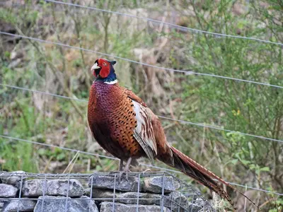 a bird standing on top of a fence at Casa Duran in Killin