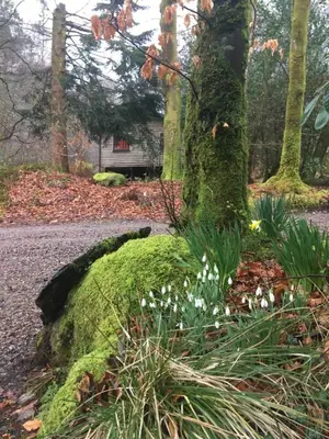 a moss covered rock in the middle of a garden at Woodland Cabins, Glencoe in Ballachulish