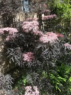 a bush of pink flowers in a garden at Albyn Townhouse in Edinburgh