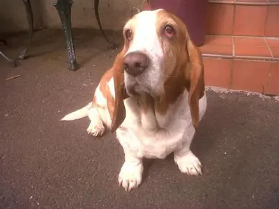 a brown and white dog sitting on the floor at Albyn Townhouse in Edinburgh