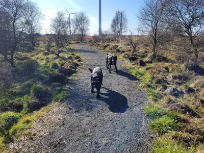 two black dogs walking down a dirt road at Blairmains Guest House in Kirk of Shotts