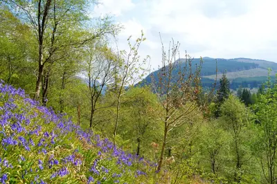 a field of purple flowers in the woods at Glenbranter Cottage in Strachur