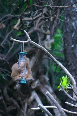 a squirrel eating from a bird feeder on a tree branch at The Sheiling in Saint Fillans