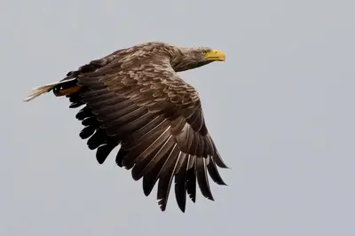a bird flying in the sky with its wings out at Seabank Lodge in Oban
