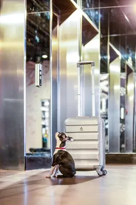 a small dog sitting next to a suitcase at Radisson RED Hotel, Glasgow in Glasgow