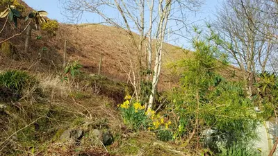 a hill with trees and yellow flowers on it at The Old Cottage in Arduaine