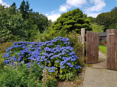 a garden with blue flowers in front of a fence at The Old Cottage in Arduaine