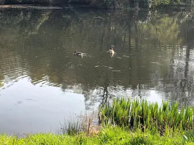 two ducks are swimming in the water at Finlaystone Family Barn in Port Glasgow