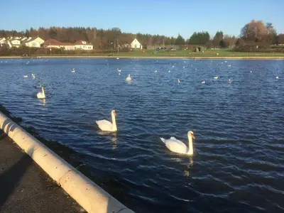 a group of swans swimming in a lake at Paisley Central Apartment #2 in Paisley