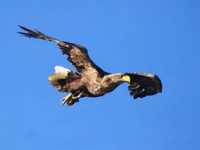 a bald eagle flying in the sky at The Old School in Salen