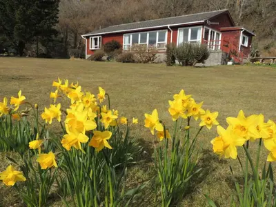 a bunch of yellow daffodils in front of a house at Atlantic Bay Cottage in Clachan