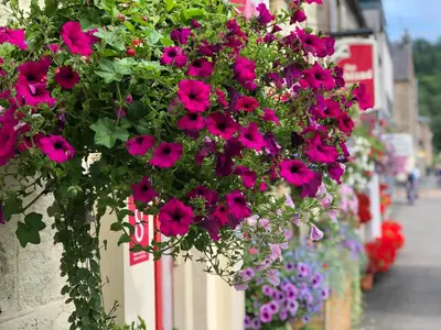 a bunch of pink flowers hanging from a wall at Highland House Callander in Callander